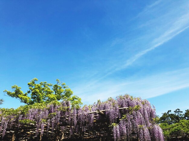 Scenic view of purple flowering plants against blue sky