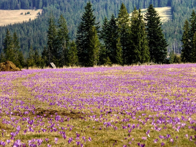 畑 の 紫 の 花 が 樹木 の 背後 に く 景色