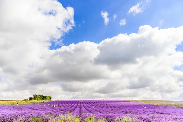 Scenic view of purple flowers in field