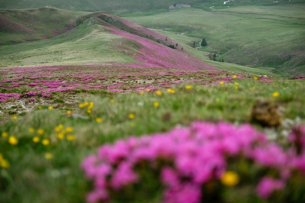 Foto la vista panoramica dei fiori viola sul campo