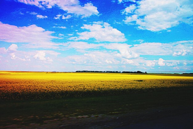 Scenic view of rape field against cloudy sky