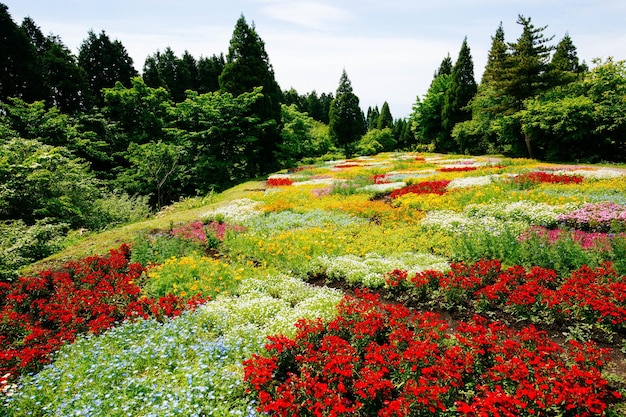 Foto vista panoramica di piante e alberi a fiori rossi contro il cielo