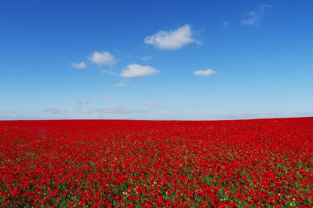 Scenic view of red flowers on field against blue sky