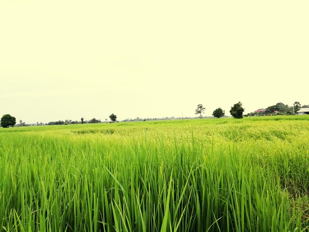 Scenic view of rice field against clear sky