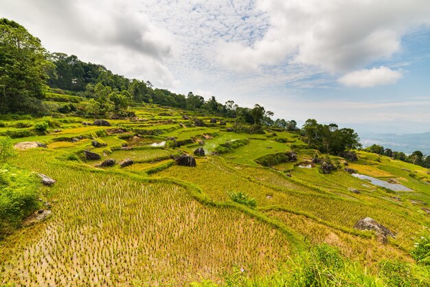 Scenic view of rice field against sky