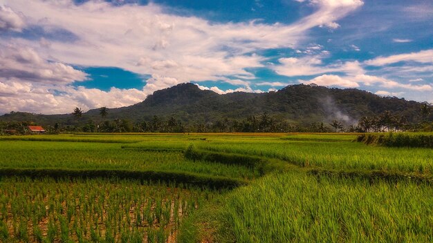 Scenic view of rice field against sky