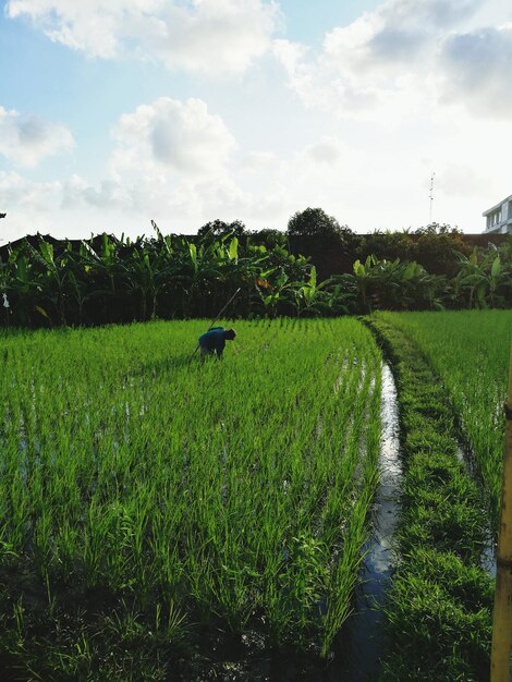 Scenic view of rice field against sky