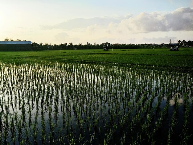 Foto la vista panoramica del campo di riso contro il cielo