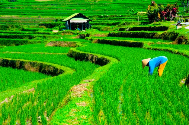 Photo scenic view of rice field