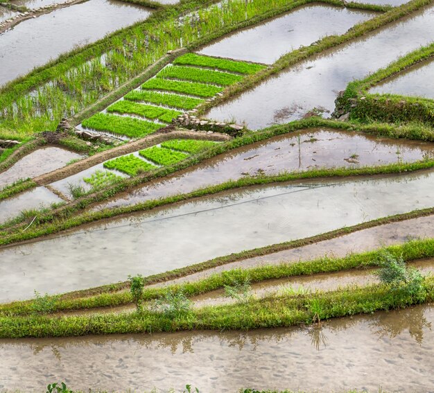 Photo scenic view of rice field