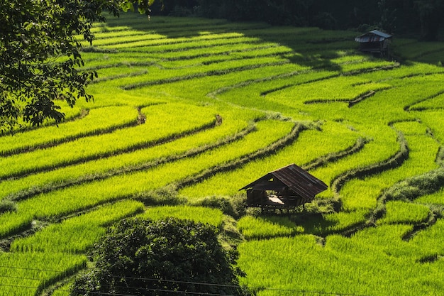 Foto la vista panoramica del campo di riso