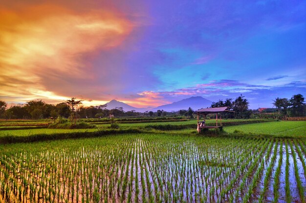 Photo scenic view of rice paddy against cloudy sky during sunset