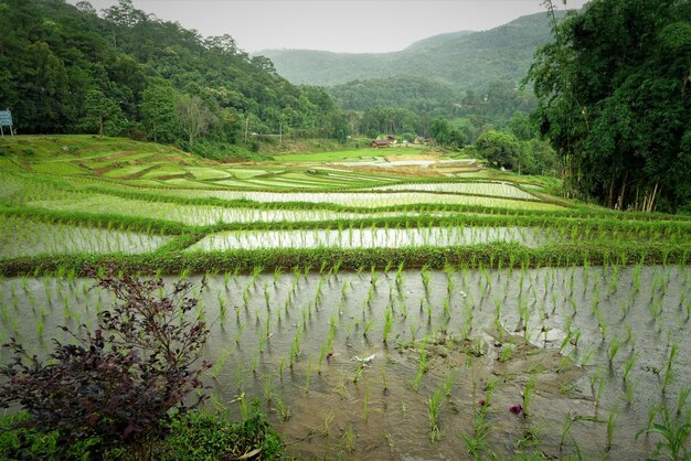 Photo scenic view of rice paddy by mountain