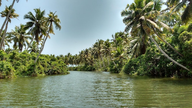 scenic view of river amidst trees against sky