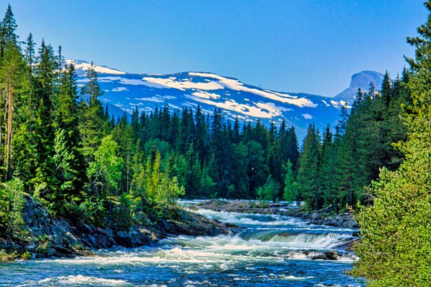 Scenic view of river amidst trees against sky