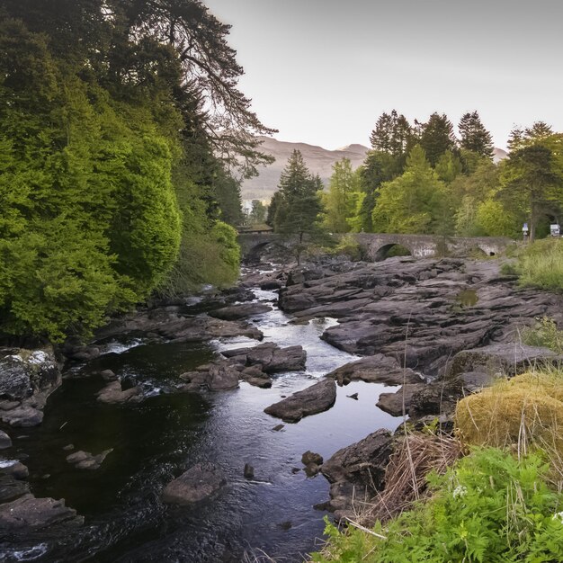 Scenic view of river amidst trees against sky