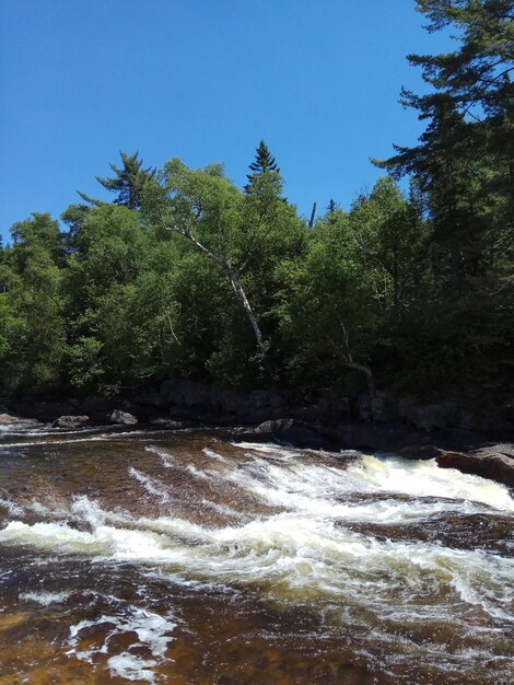 Scenic view of river amidst trees against sky