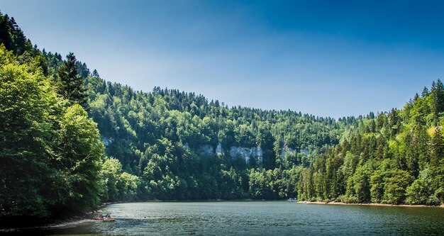 Scenic view of river amidst trees in forest against sky