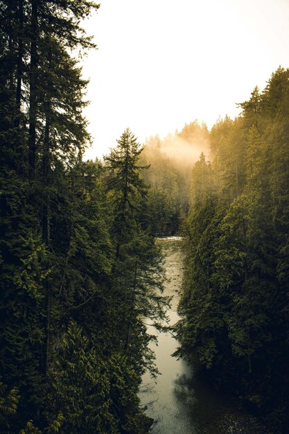 Scenic view of river amidst trees in forest against sky