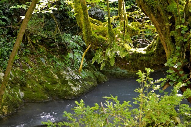 Scenic view of river amidst trees in forest