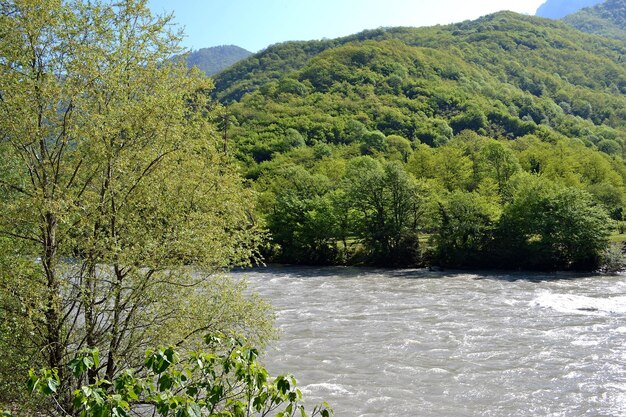 Scenic view of river amidst trees in forest