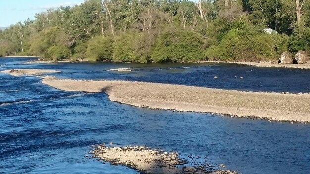 Scenic view of river amidst trees in forest