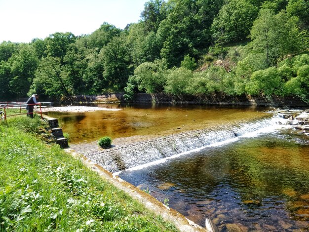 Scenic view of river amidst trees in forest