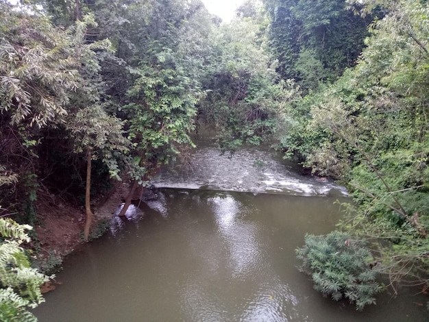 森林中樹木中間的河流風景
