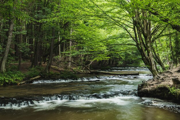 Scenic view of river amidst trees in forest