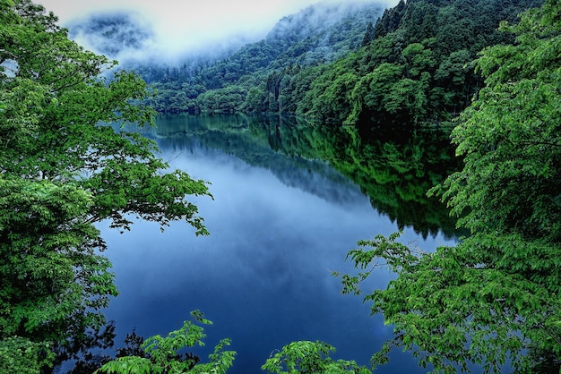 Scenic view of river amidst trees in forest