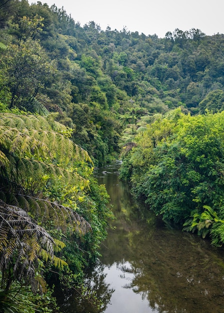 Foto vista panoramica del fiume in mezzo agli alberi della foresta