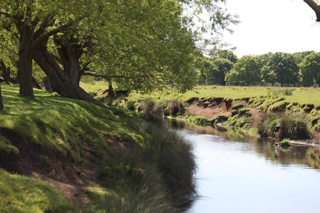 Scenic view of river amidst trees