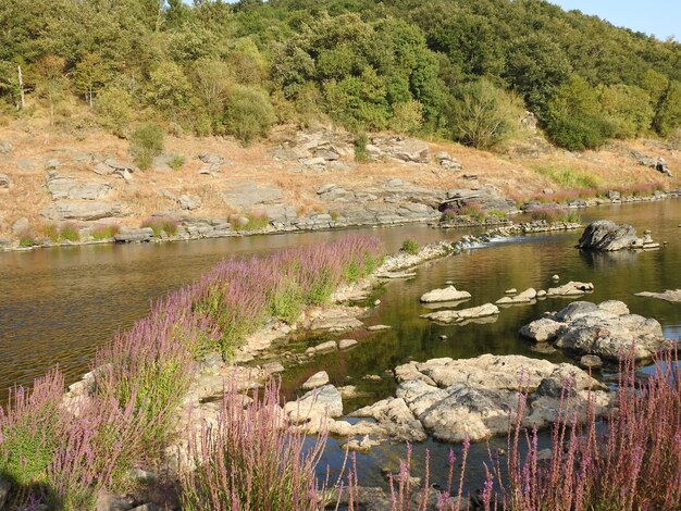 Foto la vista panoramica del fiume dagli alberi