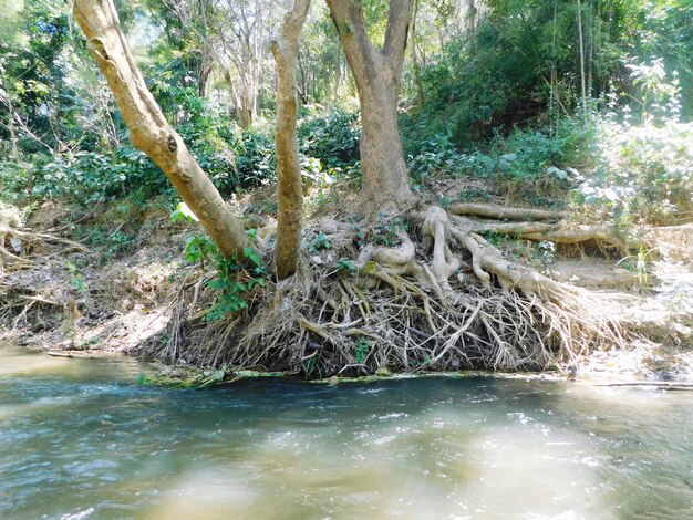 Scenic view of river flowing in forest