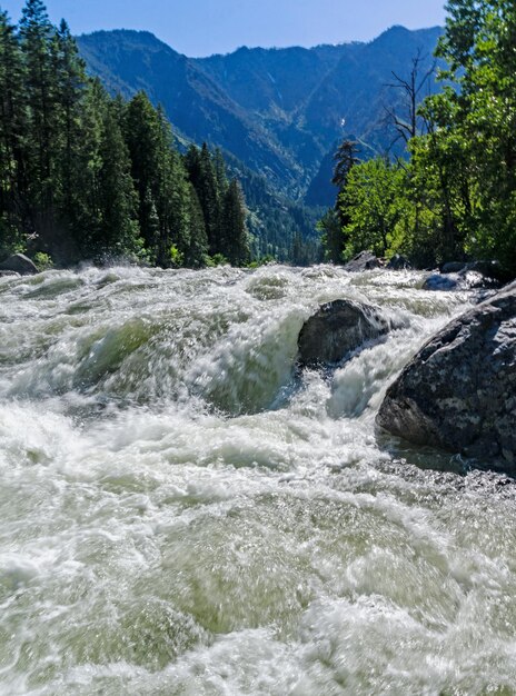 Scenic view of river flowing in forest