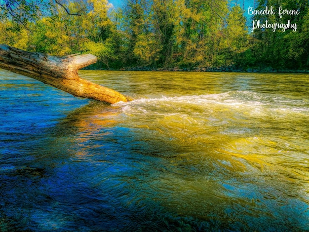 Photo scenic view of river flowing in forest