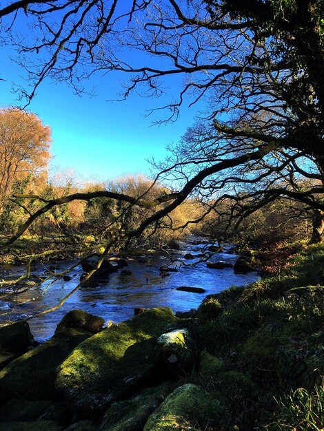 Scenic view of river in forest against blue sky