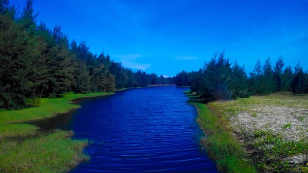 Scenic view of river in forest against clear blue sky