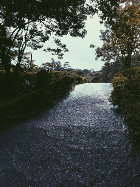 空に照らされた森の川の景色