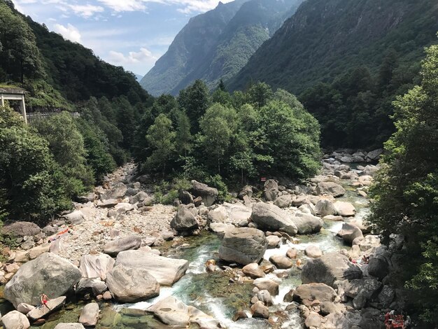 Scenic view of river in forest against sky