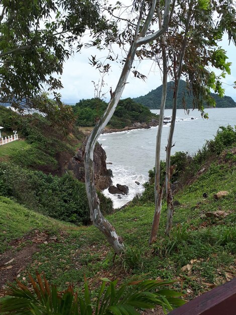 Scenic view of river in forest against sky