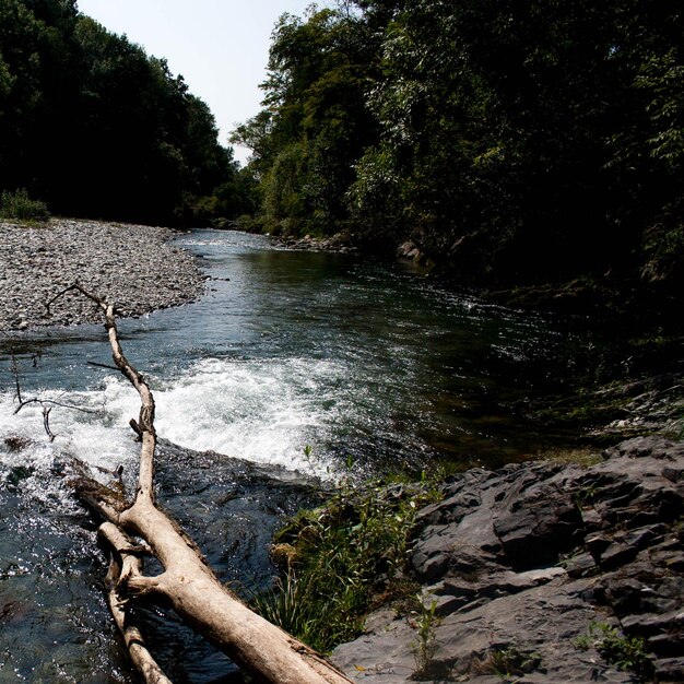 Foto vista panoramica del fiume nella foresta contro il cielo