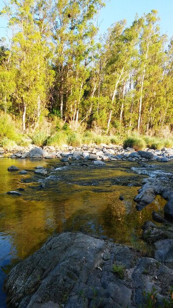 Scenic view of river in forest against sky