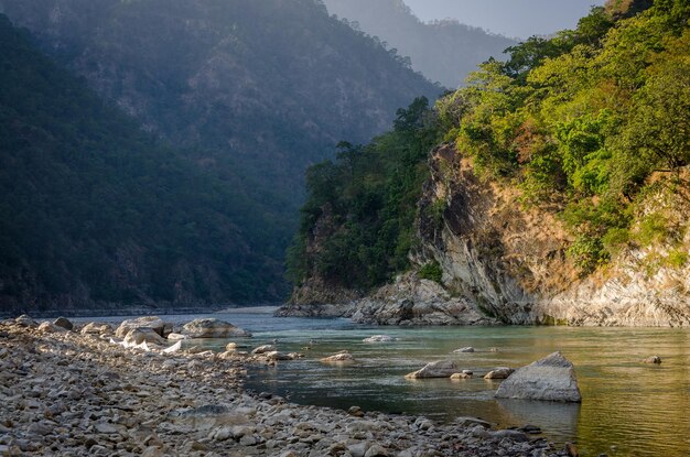 Scenic view of river in forest