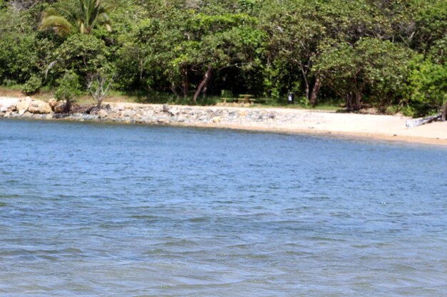 Scenic view of river in forest