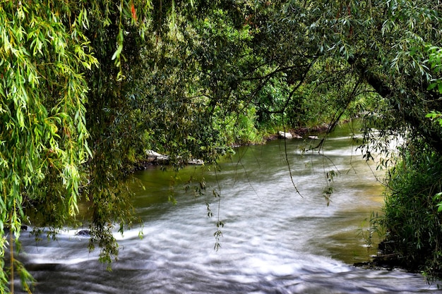 Foto vista panoramica del fiume nella foresta