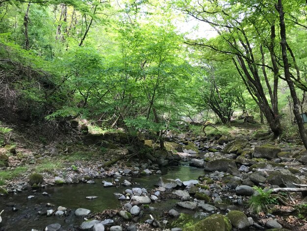 Scenic view of river stream in forest