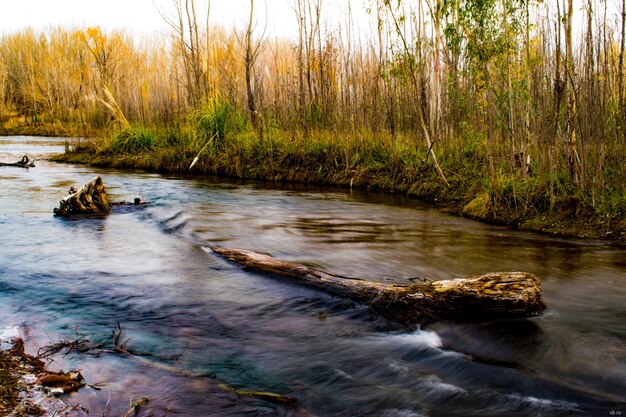 Красивый вид на реку в лесу