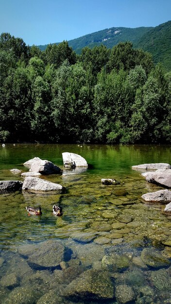 Foto vista panoramica del fiume con gli alberi sullo sfondo