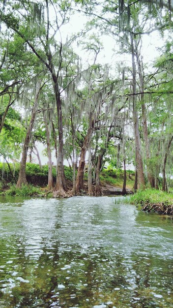 Scenic view of river with trees in background